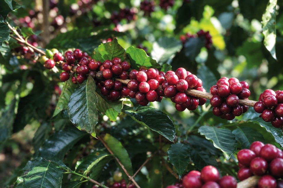 Cerezas de café en la finca Volcán Azul, Costa Rica