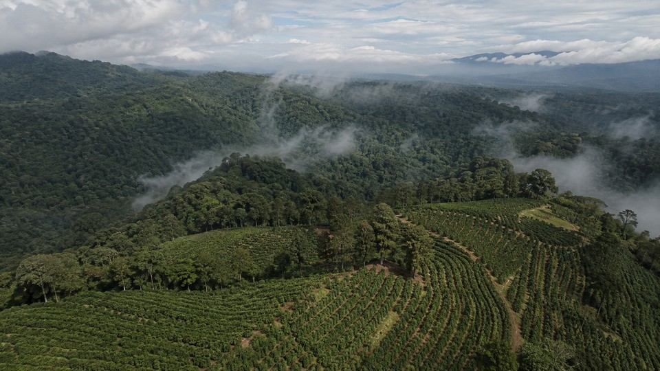 Vista aérea de los cafetales de Volcán Azul entre nubes, Costa Rica